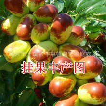 մƷ޽Ӷ磬