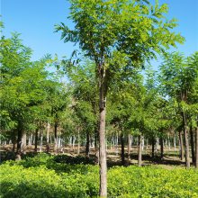 香花槐产地-香花槐种苗-枝叶繁盛-起苗装车-成都嫁接香花槐