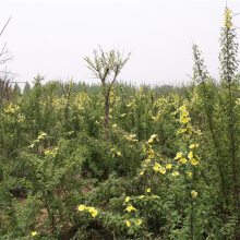 基地直销黄刺玫苗木 绿化工程绿篱苗 庭院公园小区开花观赏植物 量大从优