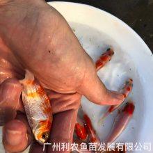 红白昭和锦鲤养殖技术大正三色锦鲤鱼苗日本锦鲤鱼苗