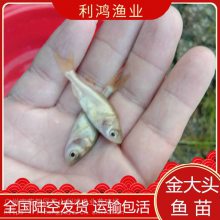 利鸿渔业 金大头鱼苗 金胖头 金花鲢鱼苗 鳙鱼全国包活发货 成活***