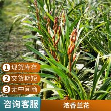 燎伯兰业 种类丰富室内绿植花 建兰醉美人 办公室桌面植物摆放