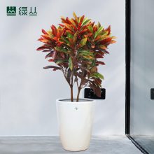 变叶木 中大型落地款 大胖车砂盆 武汉同城绿植配送