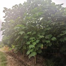 成都芙蓉基地批发 高杆木芙蓉树苗 木芙蓉工程绿化乔木