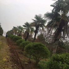 基地直供1米2米3米高棕榈树 四季常绿 园林绿化耐寒耐旱景区观赏树
