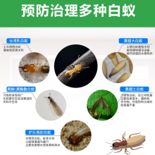 永丰白蚁防治公司 洁鹏灭白蚁公司 装修防白蚁
