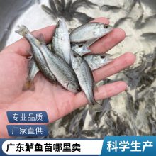   缼ָ