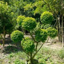 亮晶女贞棒棒糖袋苗,多头亮晶女贞造型,点缀植物造型栽植四季常绿植物造型