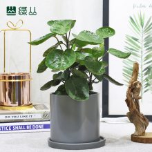 绿丛园林武汉植物圆叶福禄桐好养护客厅茶室书房小树植物***办公室桌面净化绿植盆栽上门金钱兜石纹水泥盆
