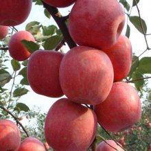 红色之恋苹果苗 烟富7号苹果苗 帅阳园艺场出售信息 苹果苗批发市场