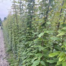 长度3米的油麻藤美植袋工程苗基地贵州湖北湖南重庆都有