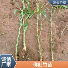 苗圃出售 佛肚竹 园林庭院造景植物 道路色块工程苗