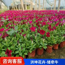 时令花卉品种批发 山东花卉基地 花卉品种 草花 摆花花卉 节日花卉