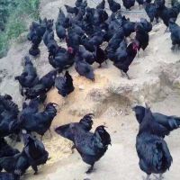 Ĵڼ硢ڼ硢ڼ繩Ӧ¼