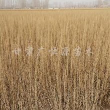 20221 ޲溦 ɳĮ 