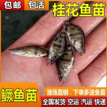 嵭ˮֳˮСʳ