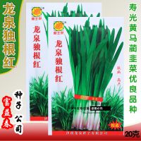 龙泉独根红韭菜种子 高产抗病红根韭菜籽 四季蔬菜种子新品种