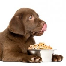 行业新闻 | 进口宠物食品***指南