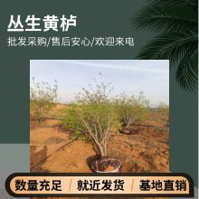 帅阳苗木 6米丛生黄栌 观赏红叶树种喜光耐寒宜植砂质壤土 基地现挖现卖