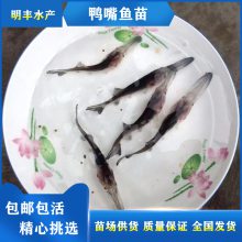  3-6Ѽ ʻ