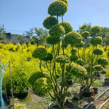 亮晶女贞棒棒糖袋苗,多头亮晶女贞造型,点缀植物造型栽植四季常绿植物造型