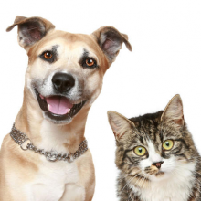 Ͻ/ع˾//pet feed