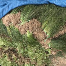 江苏金娃娃萱草价格地被植物金娃娃产地价格