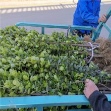直销北海道黄杨 工程绿化庭院植物 北海道价格 北海道黄杨绿篱