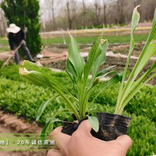 玉簪产地批发甜心玉簪50万盆,青叶玉簪100万盆