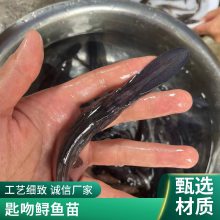港发水产抗病力强 鸭嘴鱼苗 存活***快速发货 存活*** 产量好 包品质