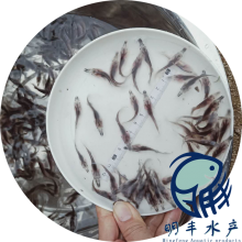麣Ӧˮ ʻѼ 