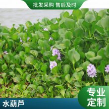 水葫芦培育基地 花海造景工程苗 可露天栽培 易管理