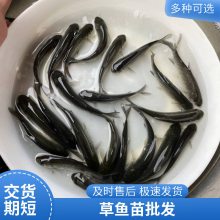淡水养殖草鱼苗 优质好苗 鲜活健康 现货 淡水鱼 港发水产