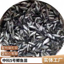港发水产 专业淡水鱼 湘云鲫鱼苗 基地供应 存活***