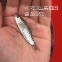 硿⵹   Ӽ 