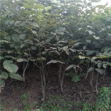 青藤农业 占地麻核桃苗 厚壳核桃树苗 基地直销
