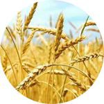 麦子纤维可降解材料