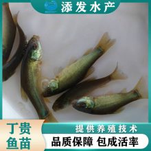  糡Ӧ ˮֳ  ṩѼָ ʵ