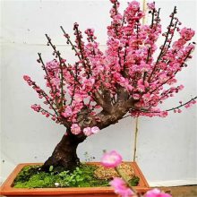 盆栽梅花 朱砂梅 美人梅 臘梅 骨里紅 庭院陽(yáng)臺(tái)觀賞 微小盆景