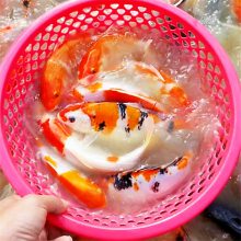 红鲤鱼苗大量出售锦鲤苗三色鱼苗 规格齐全 海量选择