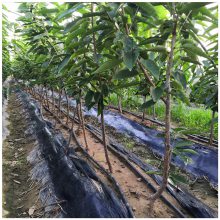 大棚矮化樱桃苗 美植袋带土发货 结果早 好成活 3公分美早大樱桃苗