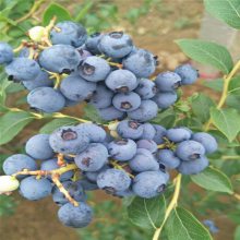 蓝丰蓝莓苗特点、图片 蓝丰蓝莓苗哪里有、种植基地