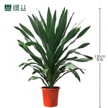 青叶也门铁白桶瓷盆