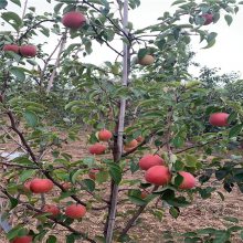 地径3公分梨树苗 韩国蜜梨晚熟品种 果实大口感甜 惠农农业