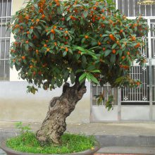 基地直销沉香桂桂花树苗 庭院别墅地栽浓香型植物 耐寒 绿化工程苗