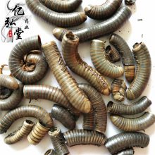 马陆 马陆价格 马陆批发