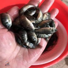 采豹紋紅羅非魚(yú)苗 正宗一號(hào)羅非魚(yú)苗淡水養(yǎng)殖