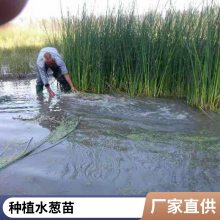 盆栽水葱有利固堤护坡控制杂草根茎繁殖植株高大