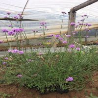 基地供应 柳叶马鞭草 营养杯苗  花海苗   花色艳丽