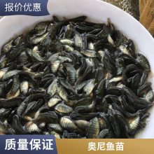 港发水产 非洲鲫 淡水鱼苗 渔场直供 罗非鱼苗 好养易大